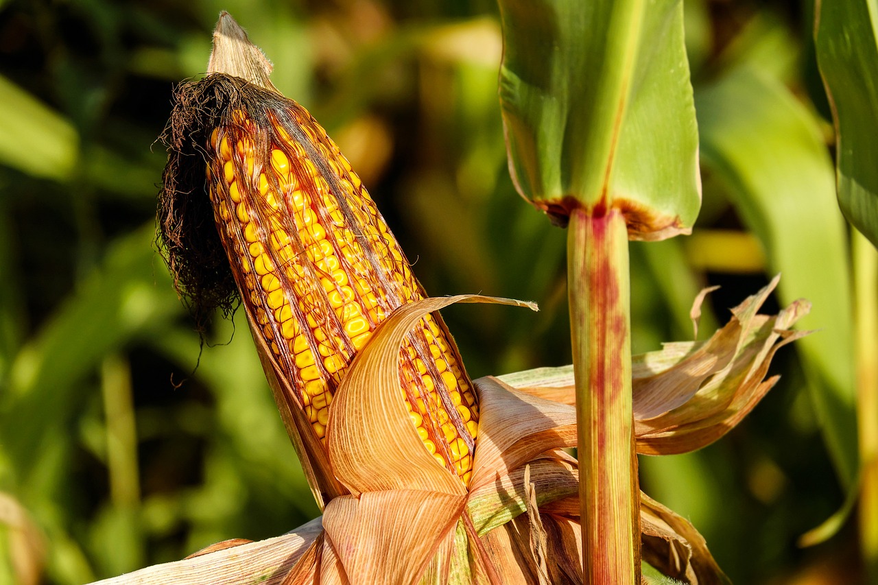 corn, food, field-1690387.jpg