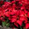 Christmas poinsettias ORDER form 2024