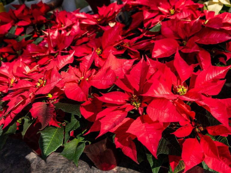 Read more about the article Christmas poinsettias ORDER form 2024