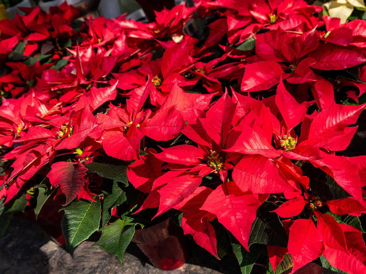 Read more about the article Christmas poinsettias ORDER form 2024